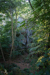 Fototapeta premium View on a overgrown rock wall in a forest.