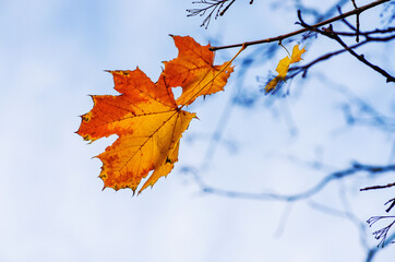 Tree with one yellow single leaf and winter branches covered with snow