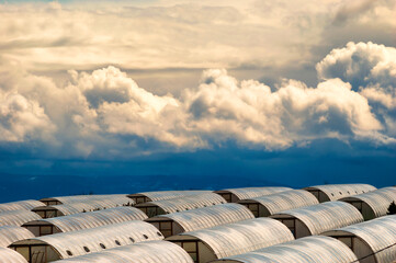 Green Houses under Stormy skies