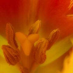 Ujęcie makro wnętrza tulipana. Płatki i pręciki.