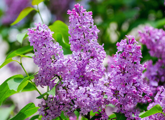 Obraz premium Lilac blossoming branches, Selective focus