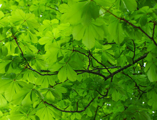 Fototapeta na wymiar The green leaves of chestnut