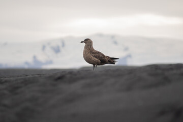 bird skúa on the beach of Jökulsárlon in Iceland