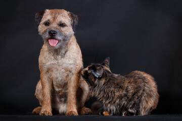 Maine coon cat wants to be friends with border terrier dog
