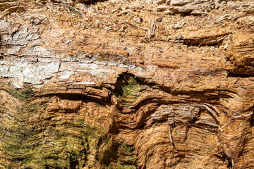 Detail of an old tree bark - suitable as a background