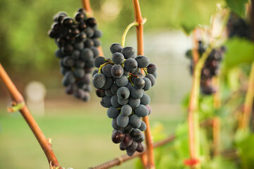Fresh ripe blue grapes grow in the summer garden