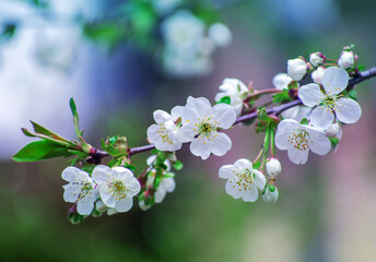Cherry branch with beautiful background