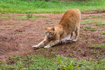 cat 