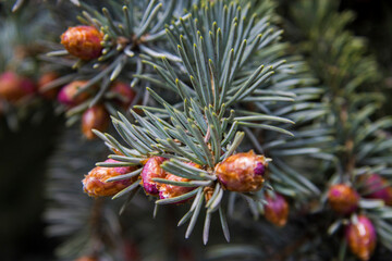 Pine tree with small violet cones in the forest closeup