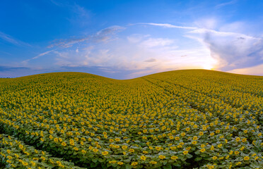 Bright sunset over a sunflower field. summer landscape.