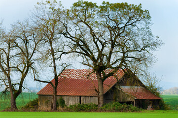 Plakat Decaying barn under trees in an agricultural field