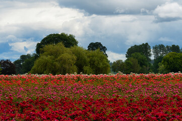 Agriculture field of blooming plants on Swauvie Island, Oregon
