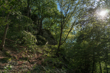 The Somme and blue sky shine through the canopy of leaves of the forest at the foot of a rock face.