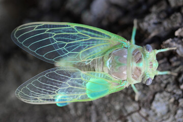 Cigale adulte quelques heures après sa naissance, elle n'a pas ses couleurs définitives Adult cicada a few hours after its birth, it does not have its definitive colors - obrazy, fototapety, plakaty