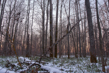 View on sunset from forest.