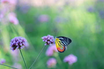 Beautiful sky and butterfly pictures Inside the picture there is an empty space in the background to write messages, Thailand 2020-12-10