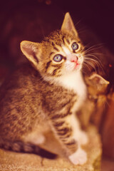 Grey striped kitten sitting on a brick. Portrait of a little cat.