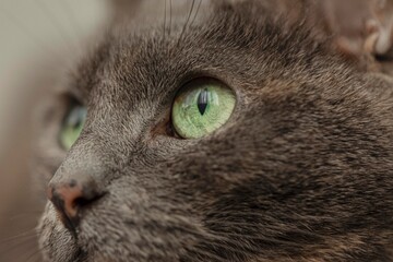 close up of a cat