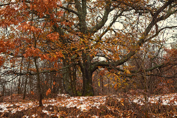 Fototapeta premium Autumn tree with beautiful brown leaves