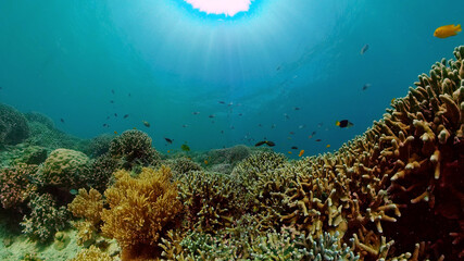 Tropical fishes and coral reef, underwater footage. Seascape under water. Philippines.
