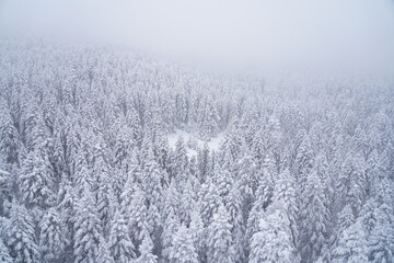 Obraz na płótnie Canvas Uludag winter landscape snow forest background