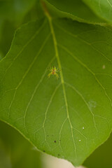 A spider web hanging on small branches with a small spider in the center of the image, the cobweb shines from the sunlight. In the background a large green leaf