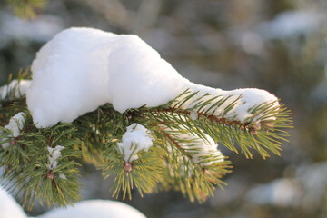 snow covered pine tree