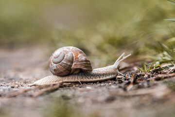 Closeup of snail in grass