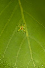 A spider web hanging on small branches with a small spider in the center of the image, the cobweb shines from the sunlight. In the background a large green leaf