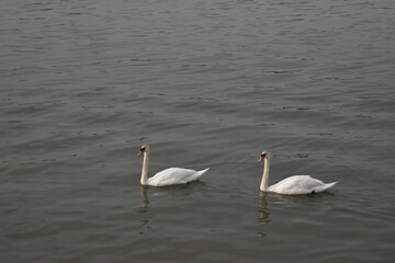 Fototapeta na wymiar Two swans in the lake