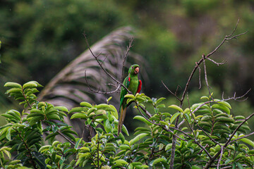 parakeet maracanã
