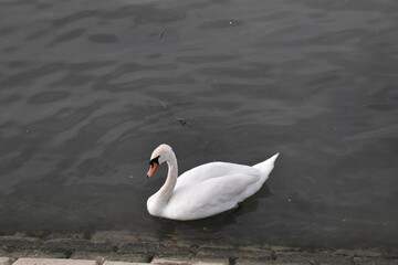 Swan in the lake