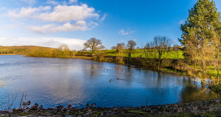 A panorama view of Ducks and Geese swimming on Thornton Reservoir, UK on a bright sunny day