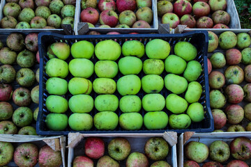 Green apples in a plastic crate that is on other wooden crates where there are reddish apples. Homegrown organic apples. The concept of organic.