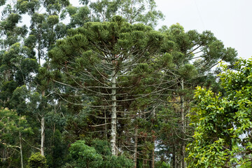 Fototapeta premium tree 