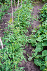 Tomato seedlings are grown outdoors in summer.