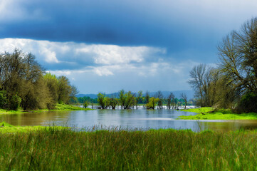Spring rains flood the already saturated wetlands on Swauvie Island