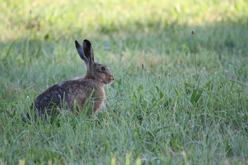 Naklejka na ściany i meble alert rabbit on green grass during spring, easter tradition symbol