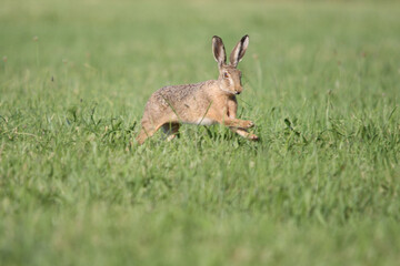 alert rabbit on green grass during spring, easter tradition symbol