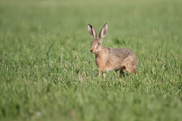 alert rabbit on green grass during spring, easter tradition symbol
