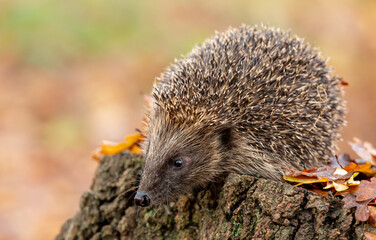 Hedgehog in woodland (Scientific name: Erinaceus Europaeus) wild, free roaming hedgehog, taken from a wildlife hide to monitor health and population of this favourite but declining mammal	