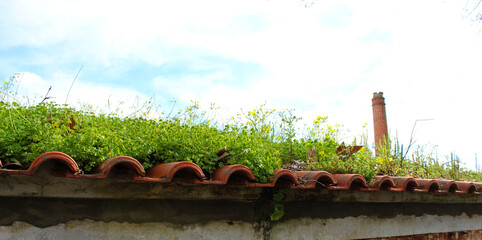 The roof of an abandoned building overgrown with ordinary plants. The neglected roof of a building full of various plants and leaves.