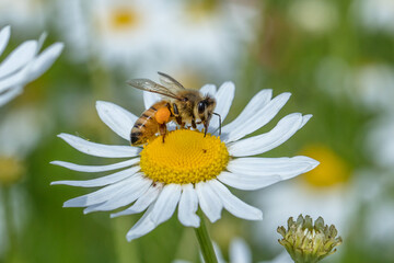 Obraz premium insekt auf blüte