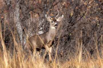 Young male deer peeking out of the woods