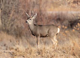 Naklejka na ściany i meble Young buck deer in the field