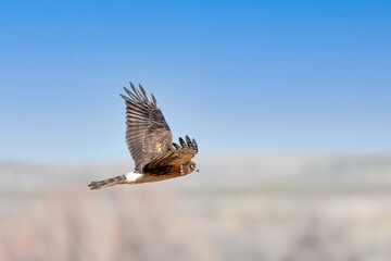 Northern Harrier Hawk on the hunt