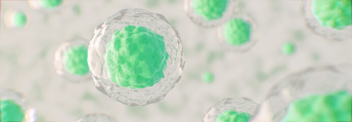 Stammzellen unter dem Mikroskop - 3D Visualisierung