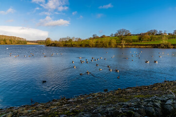 A view from the barrage of Canadian Geese swimming on Thornton Reservoir, UK on a bright sunny day