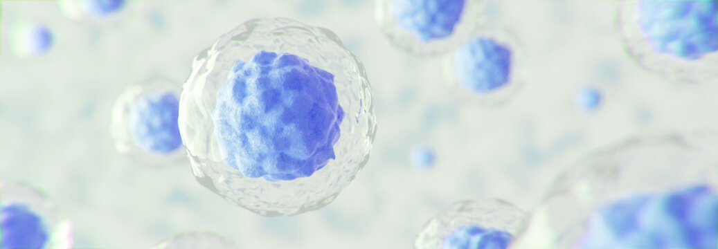 Stammzelle mit Membran, Nukleus Kern unter dem Mikroskop