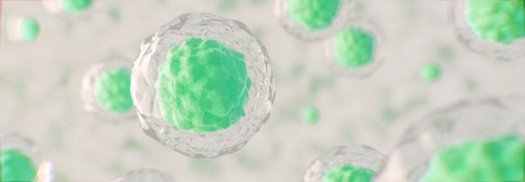 Stammzellen unter dem Mikroskop - 3D Visualisierung